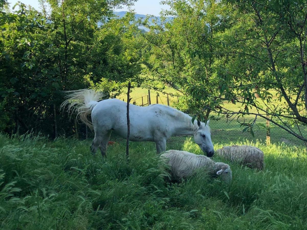 Ala Di Maniero In Agriturismo Valdrago In Toscana, Nel Verde Mugello Sulle Colline Di Firenze Borgo San Lorenzo Εξωτερικό φωτογραφία